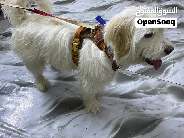 كلب جاك راسل تيرير فحل للبيع