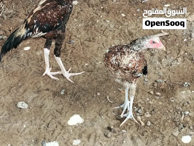 للبيع دجاج واضح فالصور متواسطات ما شاء الله ذكر وانثى المبلغ 25
