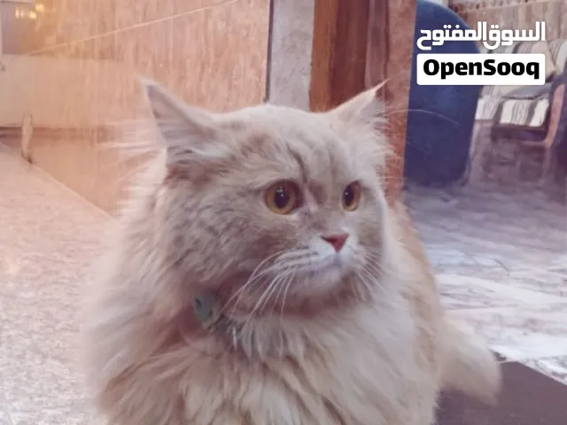بزونة للبيع – ما شاء الله تبارك الرحمن بزونة بفرو طويل وكثيف وناعم، لونها رمادي فاتح