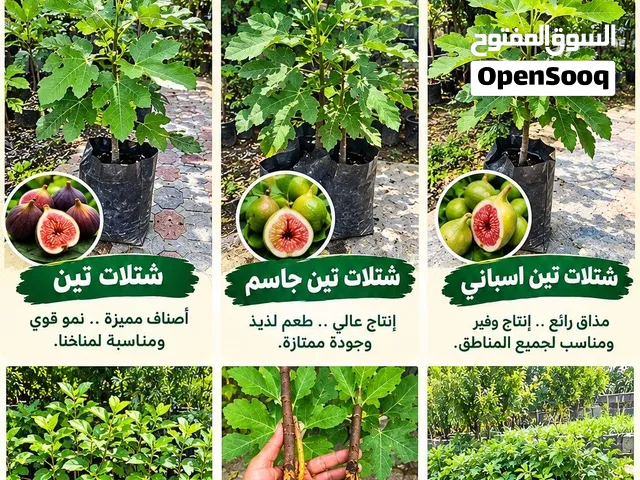 شتلات للبيع