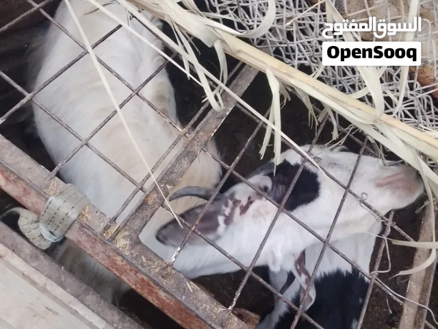 صخل نثيه وفحل حلوات كلشي مابيهن كبار نثيه مامبزره بعده  للبيع سعرهم 600