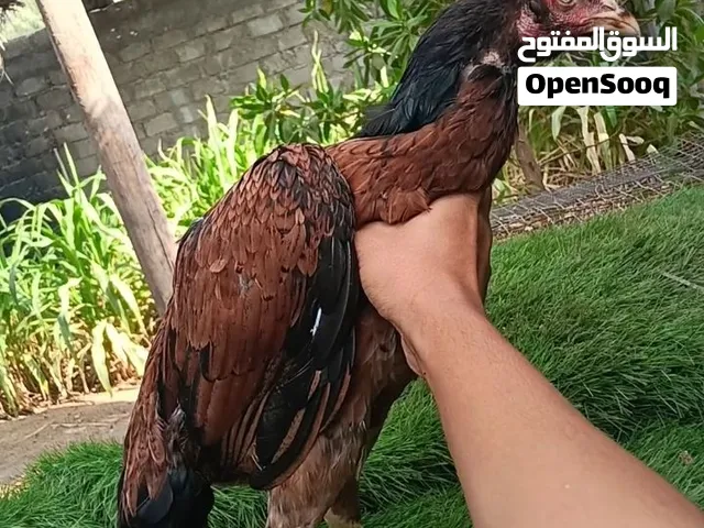 للبيع دجاجه نسل عالمي