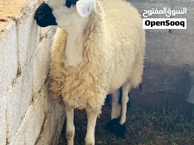 نعجه صرديه سنها رباع عشرا شهرين بالجهاز 2300سعر