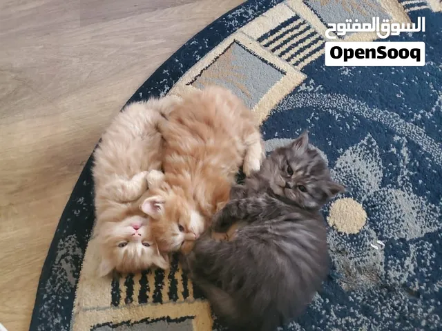 قطط شيرازي للبيع