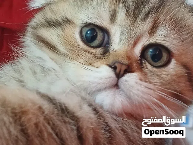 قطط دبل سكوتش فولد بيور عمر شهرين و نصف الوصف مهم للتواصل