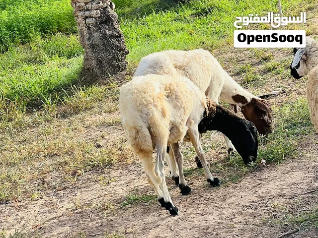 نعجتين للبيع