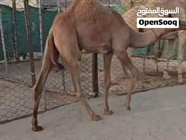 للبيع حوارة ركض سلالة ركض قوية