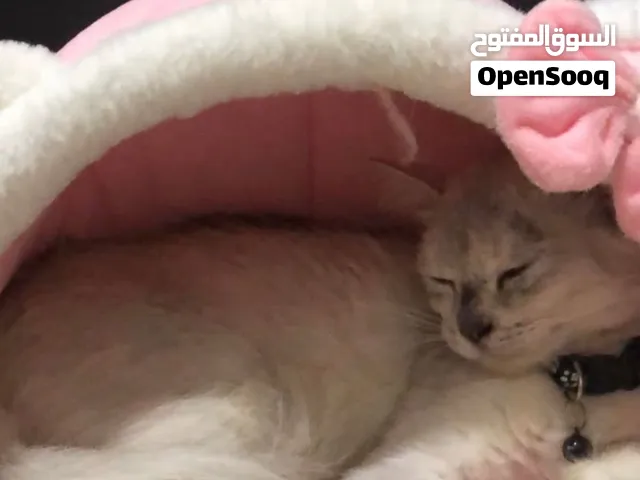قطة أنثى جميلة للتنبي ببلاش.