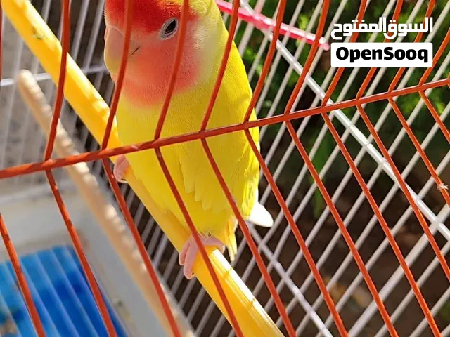غندوره مخلف