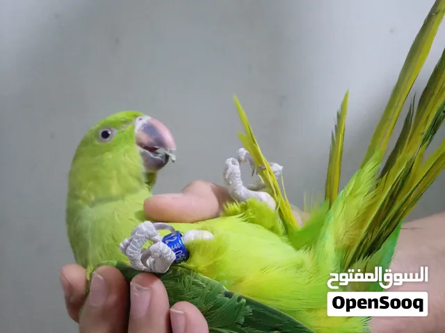 انثي دره اليفه