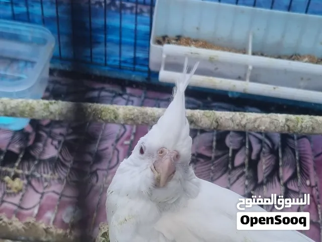 كوكتيل أبيض مميز للبيع