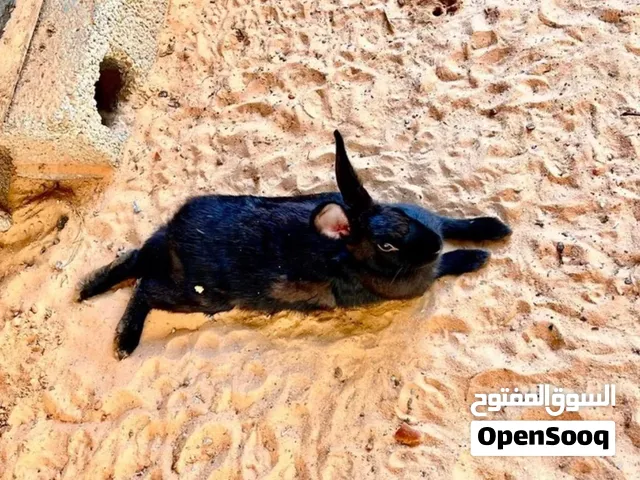 تلاته أناتي كبار و دكر و تلاته ارانب صغار عمرهم 3 شهور و نص
