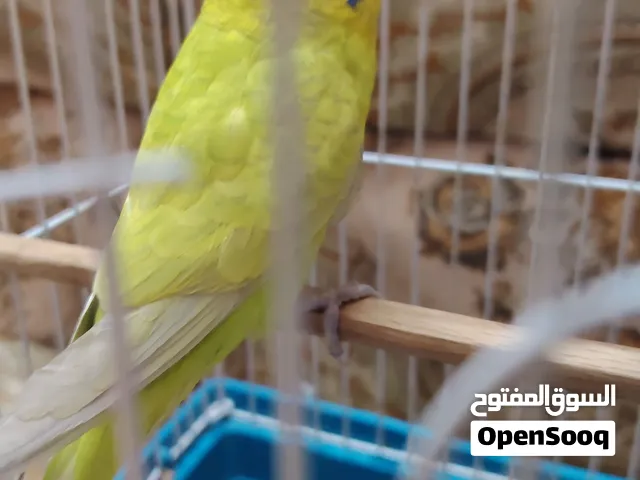 سلام عليكم متاح زوجين طيور حب للبيع او مراوس