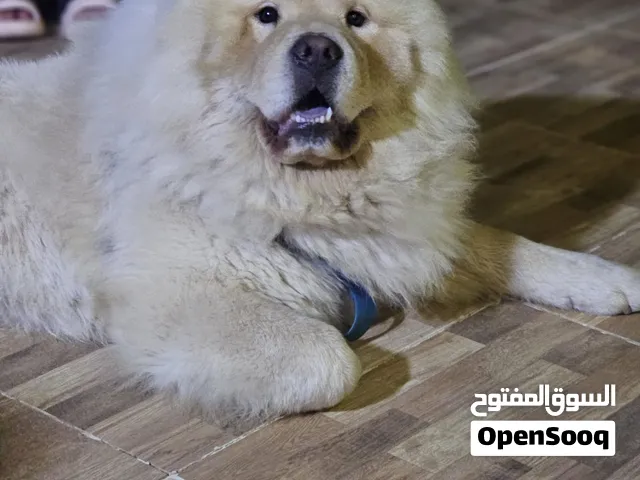 كلب الشاو شاو