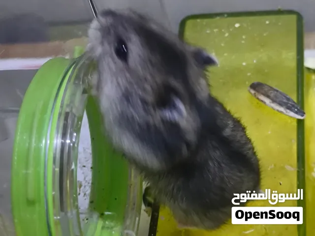 Russian winter white Hamster babies for sale