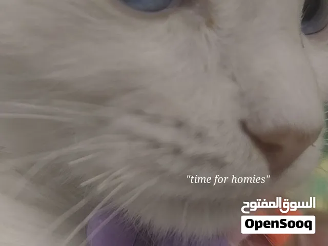 قط شيرازي العمر أربع اشهر