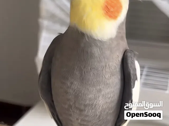 كوكتيل ربه