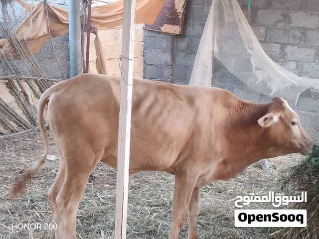 للبيع عجل عماني سمين فول ما شاء الله تبارك الرحمن