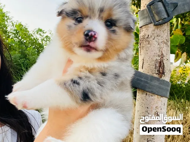 Australian Shepherd puppies 35 days old جراوی استرلیان شبرد