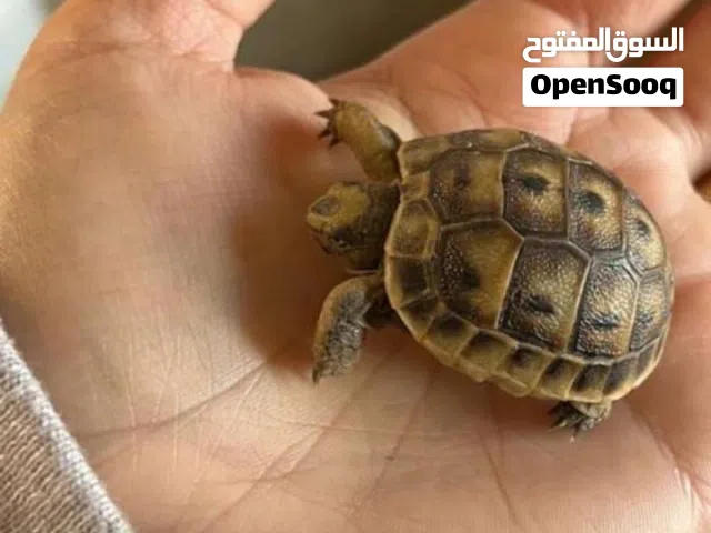 سلاحف بيبي وجمع الاحجام. تربيه مزرعه صحه ونظافه top.  يوجد سلاحف ازواج. موسم تكاثرهم.