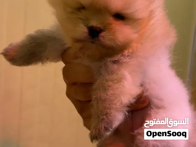 ذكر بومرينين مستوى قوي جدا مستورد من روسيا