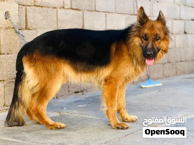 جيرمن فحل العمر سنه ونص حيوان راقي