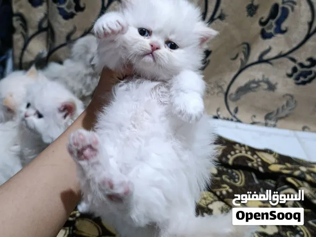 قطط هيمالايا تشوكليت واورنج بلو ايز ع بيرشن عمر شهر شعر كثيف ودبدوبين