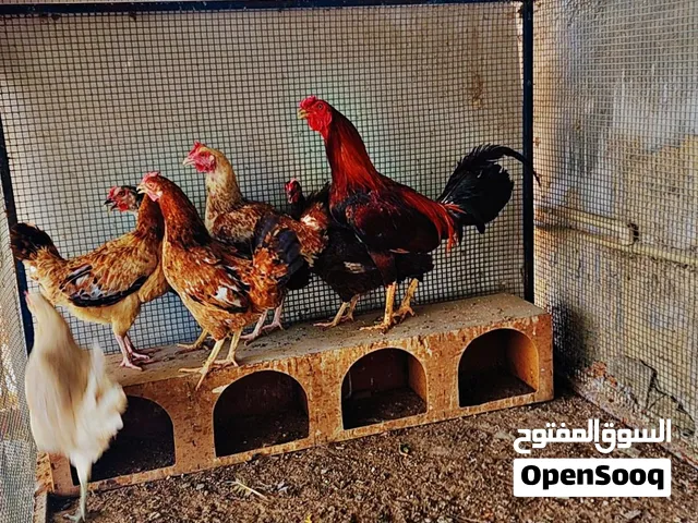 دجاج بياض مشكل ديك تايلندي حار مستوا طيب 550 درهم