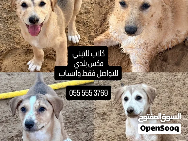 كلاب النوع مكس أليفات جدا