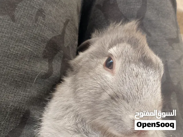 أرانب ذكور رأس أسد وأقزام جاهزة للتزاوج - صحة توب