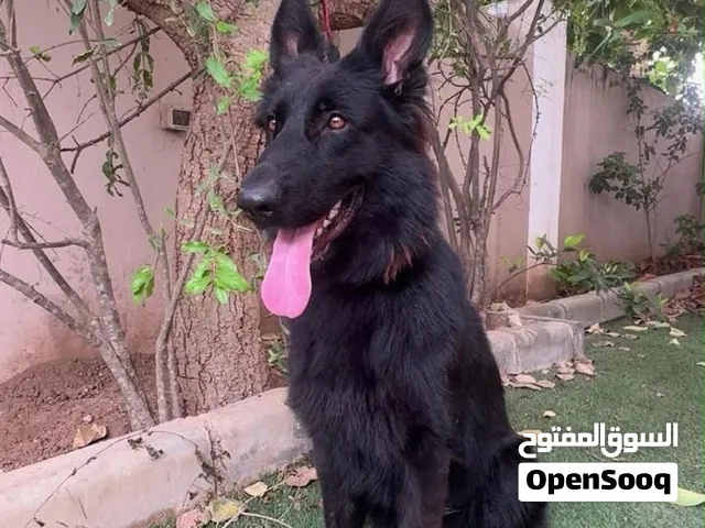للبيع انثى جيرمن