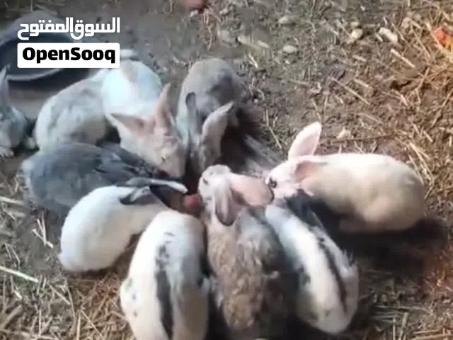 ارانب للبيع صغار وكبار