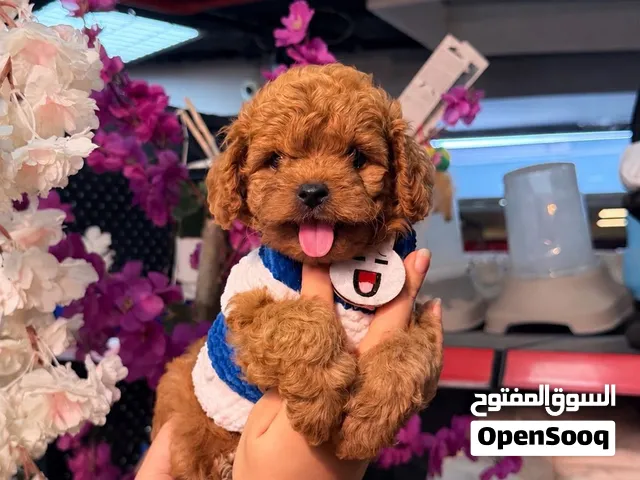 فرصه لا تعوض لاقتناء توي بودل مميز يزيد البيت فرحاً... صغير بالحجم... كبير بالدلال