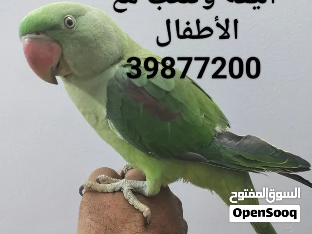 متوة نيبالية للبيع أليفة وتلعب مع الأطفال يجب