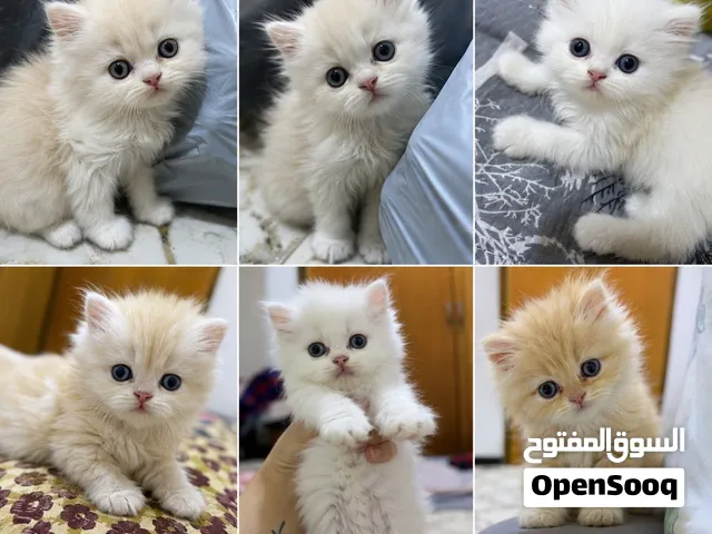 قطط ام شرازي بيور~بيرشن اصلي