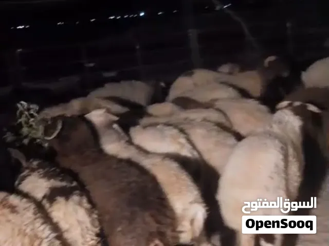 ذبايح للبيع بالكويت  توصيل ذبايح بالكويت