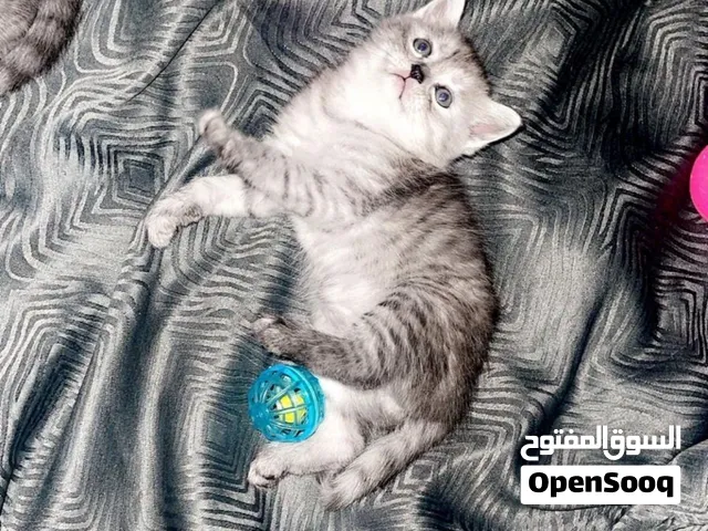 عرض خاص لعشاق الفخامة والجمال! قطط سكوتش مميزة جداً (ذكور وإناث) للبيع