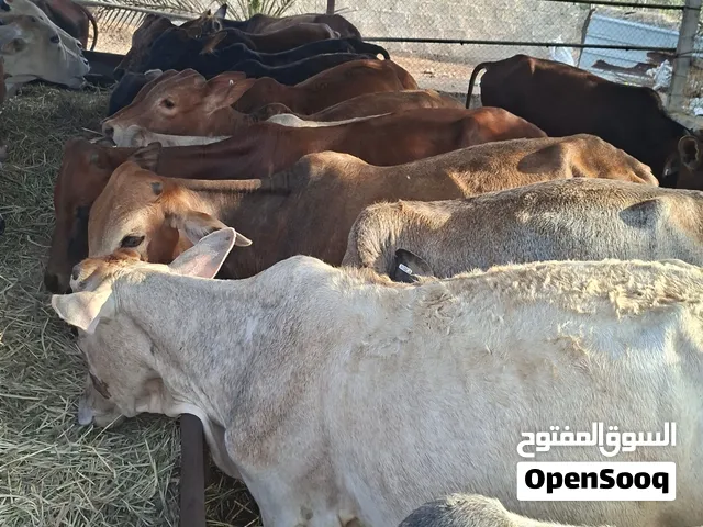 دفعة جديدة من الحلال الراس 175 نهايه التواصل واتساب او اتصال السعر ماناسبك تجاهل الاعلان