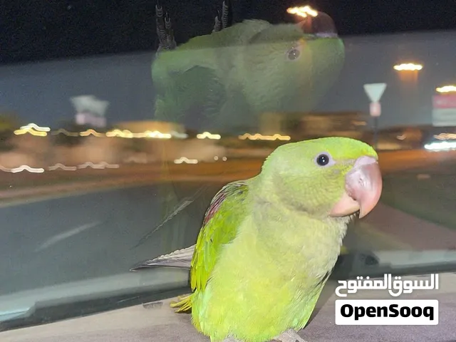 متو نيبالي حجم طيب