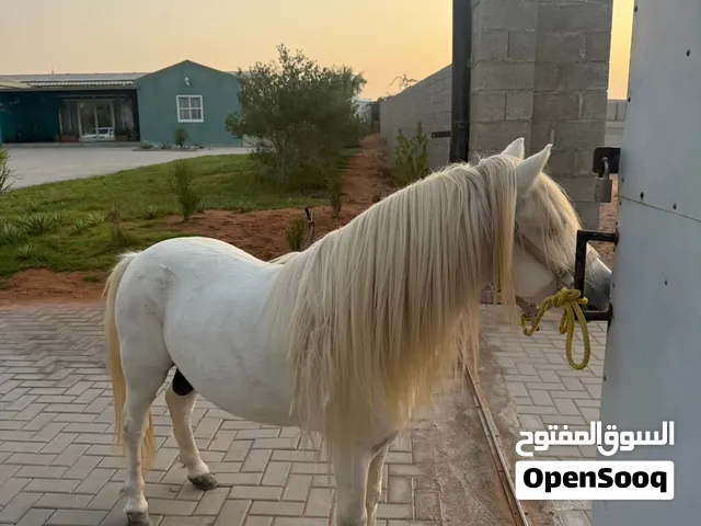 بوني فحل للبيع
