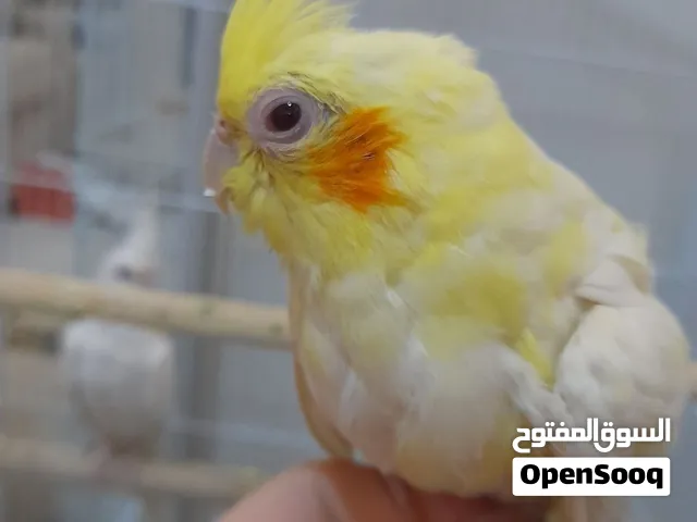 cockatiel breeding pair زوج كوكتيل منتج