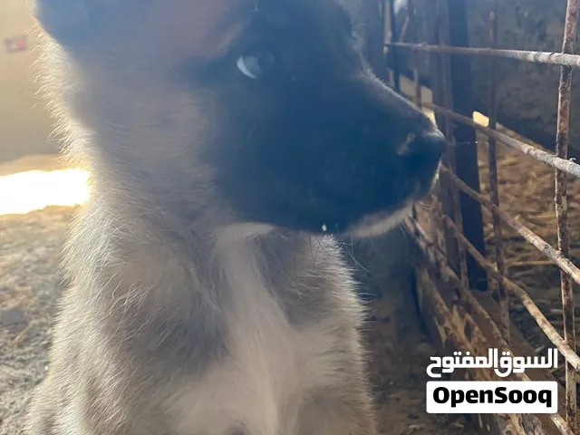 جرو مالينوا للبيع