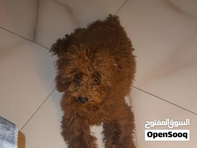 كلب للبيع Toy poodle korean