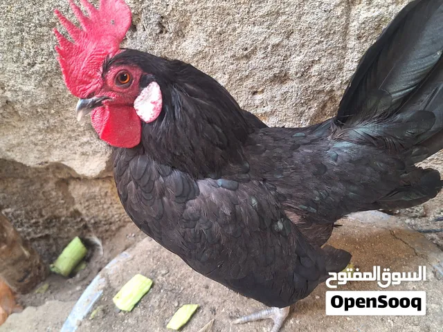 ديج ودجاجة نوع سيراما خط اول تراجي بيض الدجاجة بياضة دجاج قزم كد جف الايد تلقيح كامل