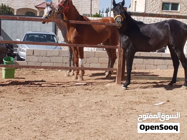 مهرا .مهر عربي اسومو فارس .ومهر عربي اسومو غزال
