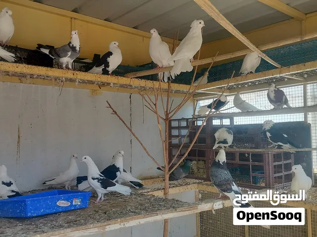 طيور حمام للبيع