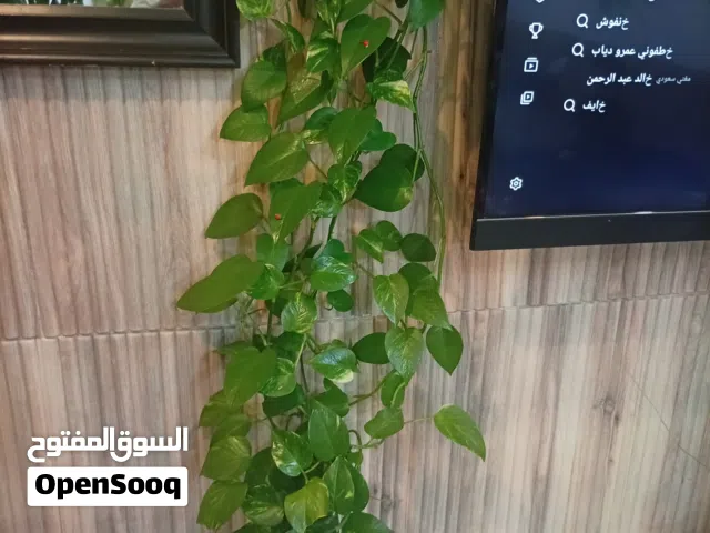 ادوات زينه للمكتب
