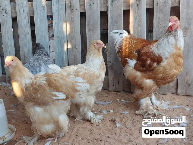 عتوقتين وديك براهما ليموني طوق ابيض