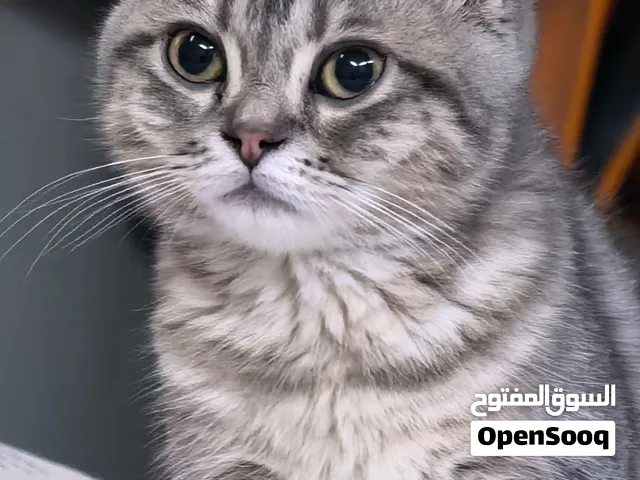قطط سكوتش فولد 350ريالر