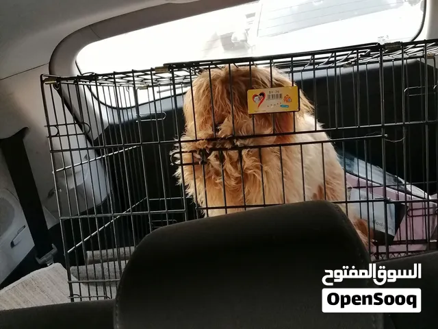 كلب جرومان